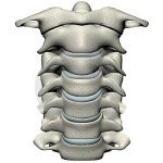 human-anterior-cervical-spine