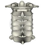 human-posterior-cervical-spine