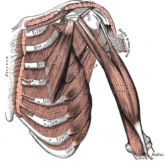 Intercostal Muscle Strain By describing your rib cage pain to your doctor as specifically as possible, you can help him or her sprains and strains of intercostal muscles. intercostal muscle strain