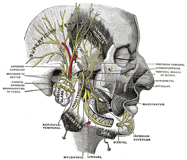 7th cranial nerve palsy