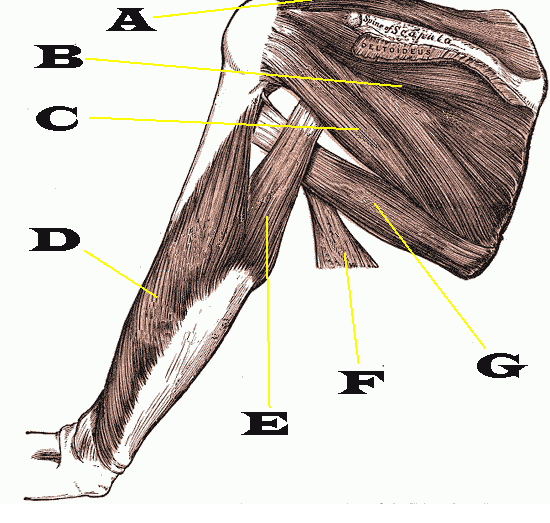 Scapular Dyskinesis