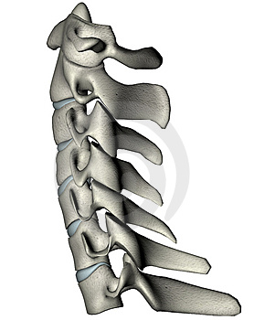 human-lateral-cervical-spine
