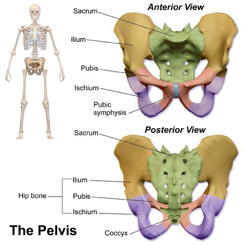 Osteitis Pubis