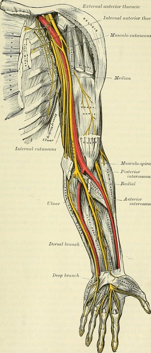 RADIAL TUNNEL SYNDROME