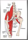 Anterior Hip Muscles