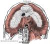 diaphragm