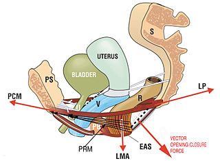Four main muscle vector forces work in a co-ordinated way to close or open the outlet tubes, urethra ‘U’, vagina ‘V’ and rectum ‘R’.