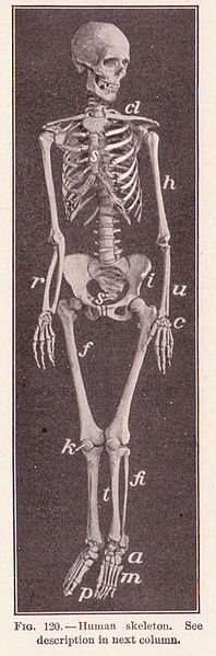 Orthopedic Physiotherapy Assessment Chart Pdf