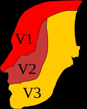 Trigeminal Innervation