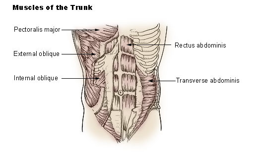 abdominal muscles