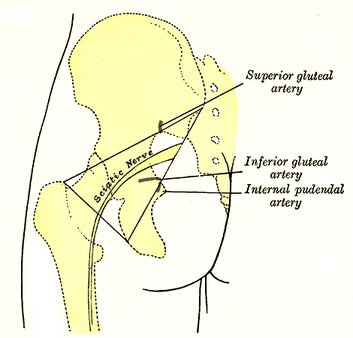 sciatic